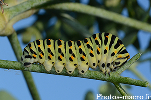 Papilio machaon