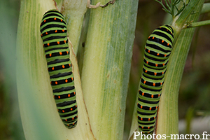 Papilio machaon