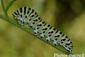 Papilio machaon