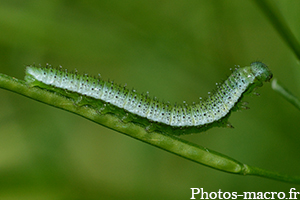 Anthocharis cardamines