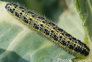 Pieris brassicae