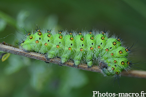 Saturnia pavonia