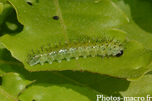 Periclista sp.