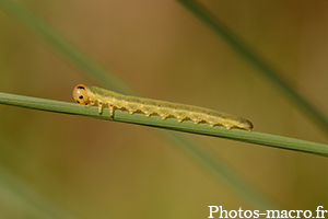 Tenthredo sp.