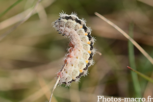 Zygaena rhadamanthus