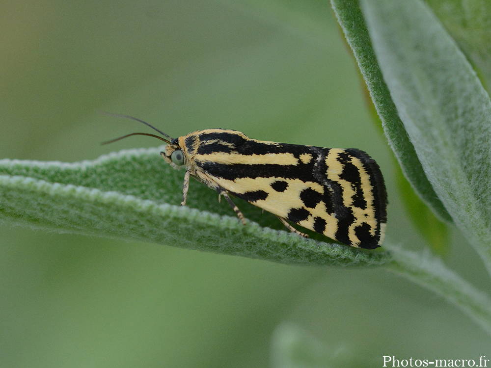 Acontia (Emmelia) trabealis