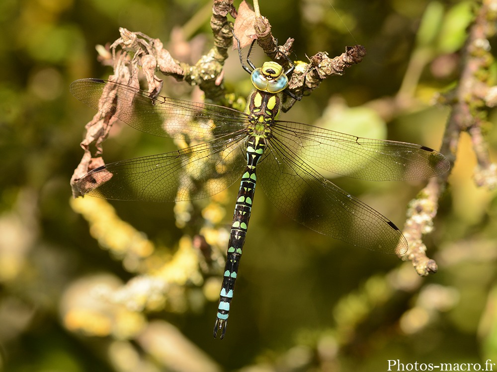 Aeshna cyanea