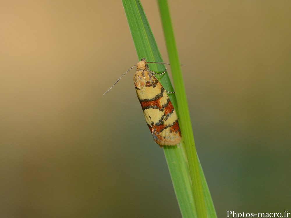 Aethes tesserana