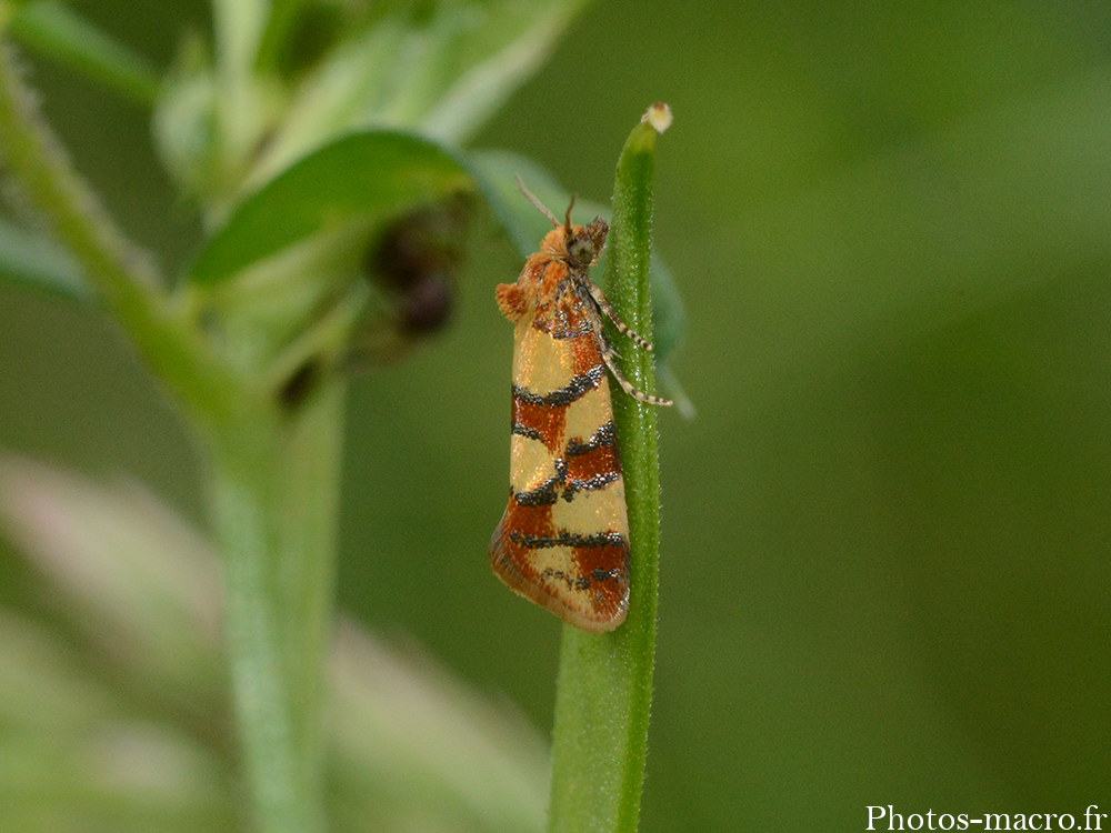 Aethes tesserana