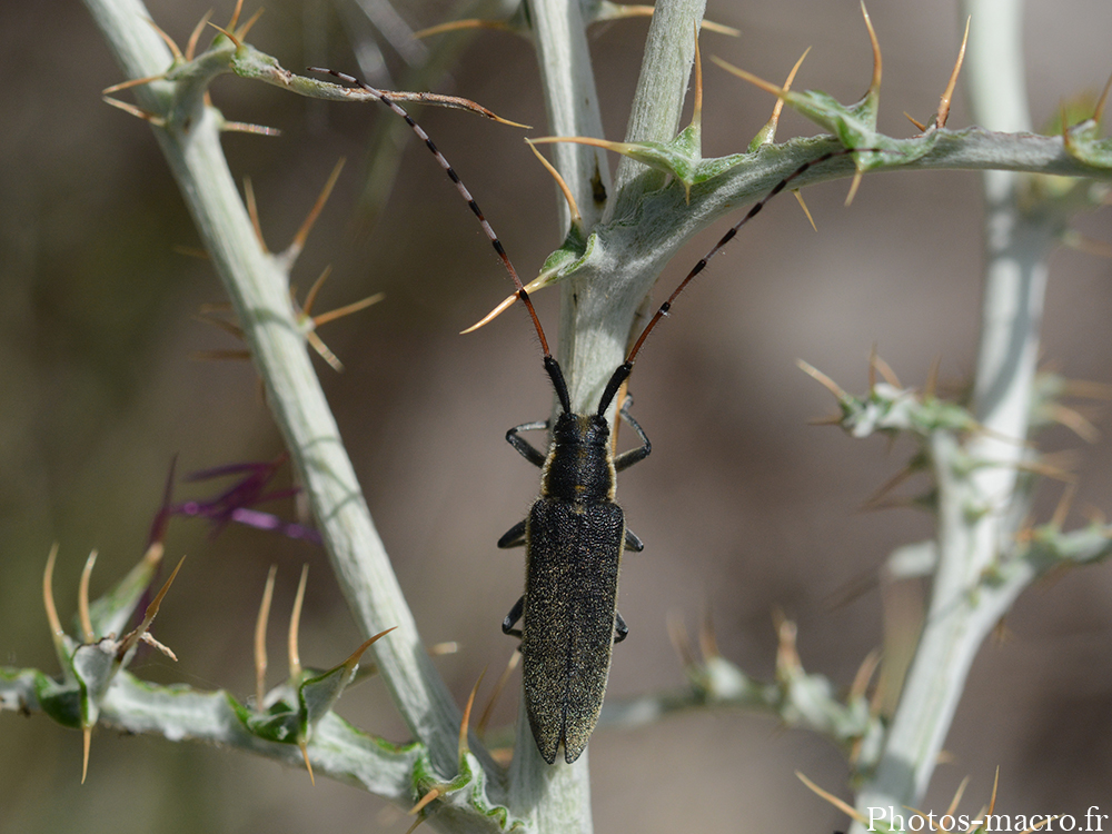 Agapanthia asphodeli