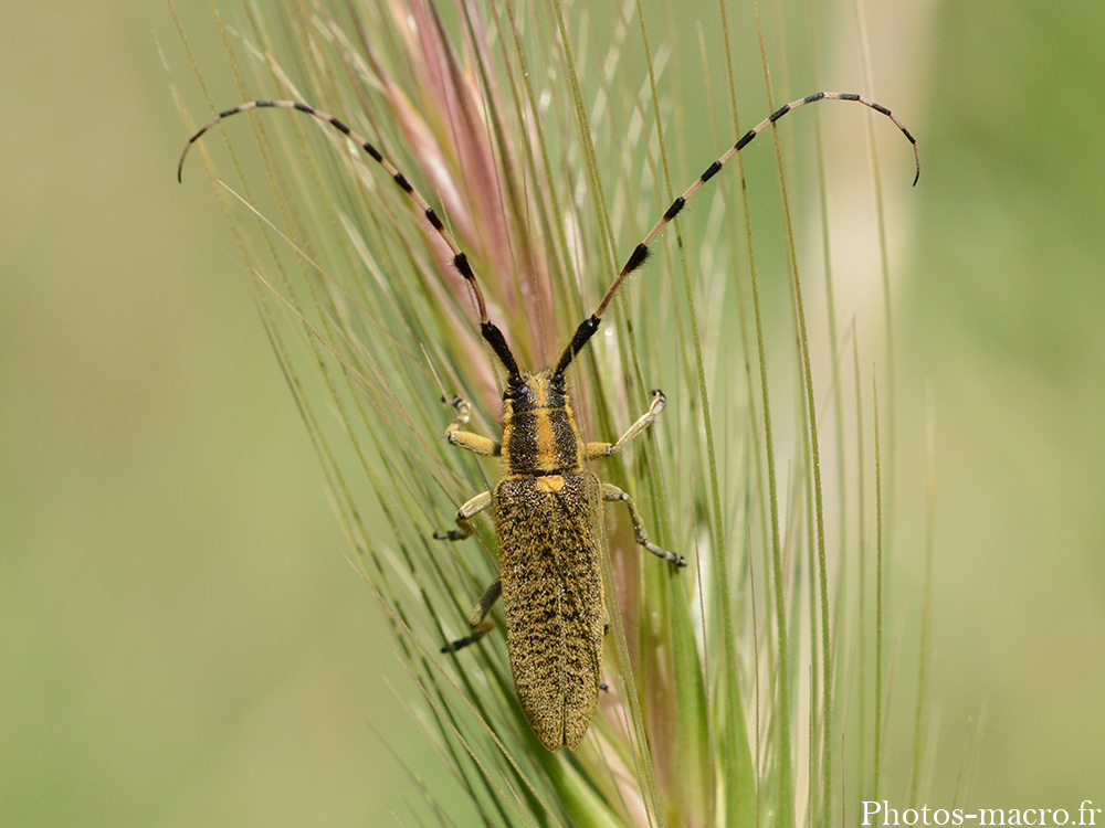 Agapanthia dahli