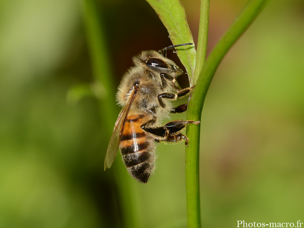 Apis Mellifera