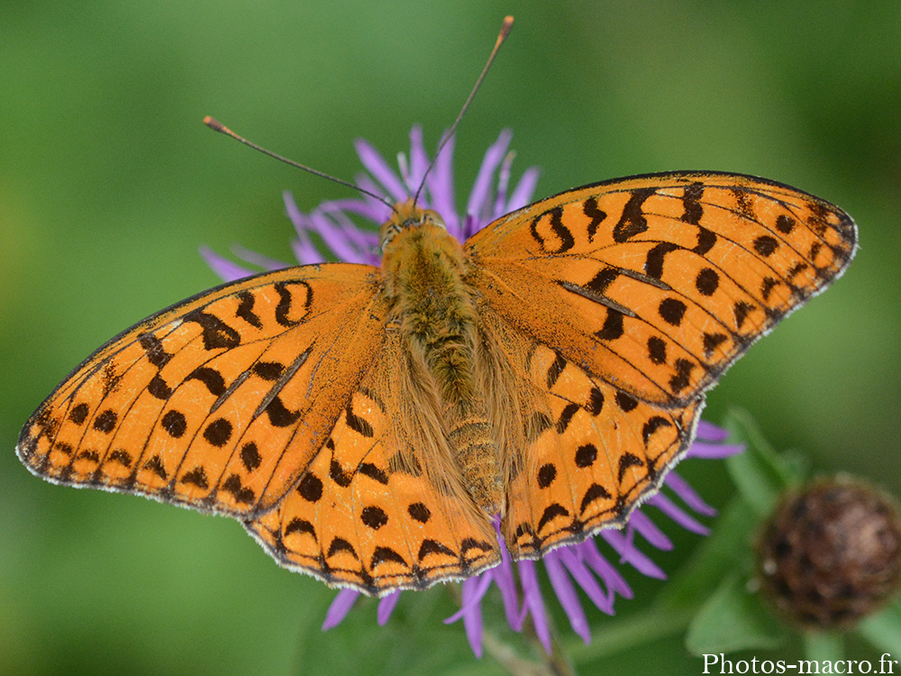 Argynnis aglaja