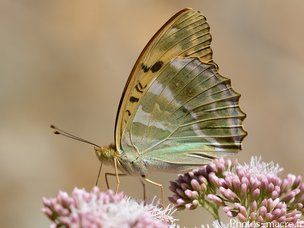 Argynnis papahia