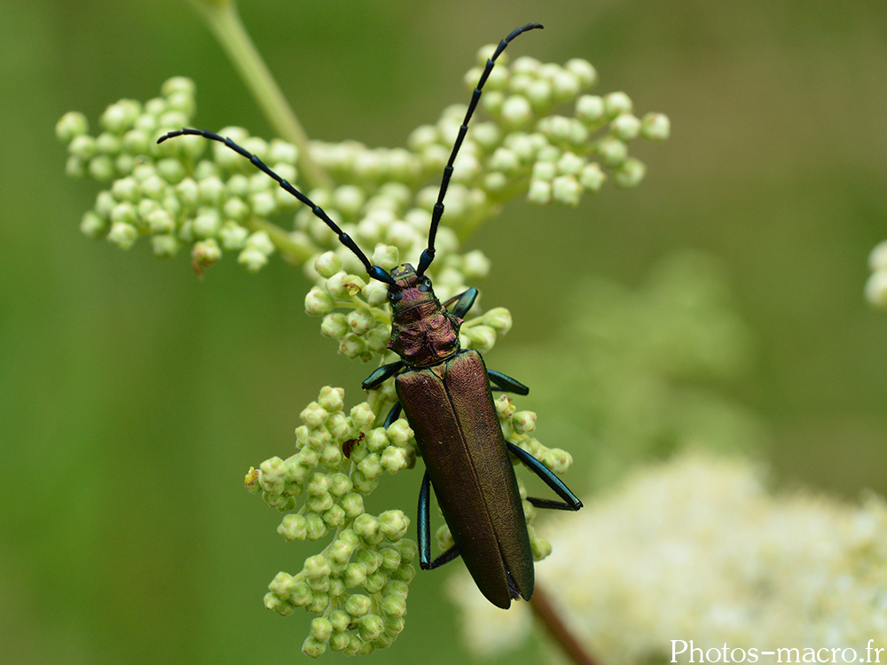 Aromia moschata