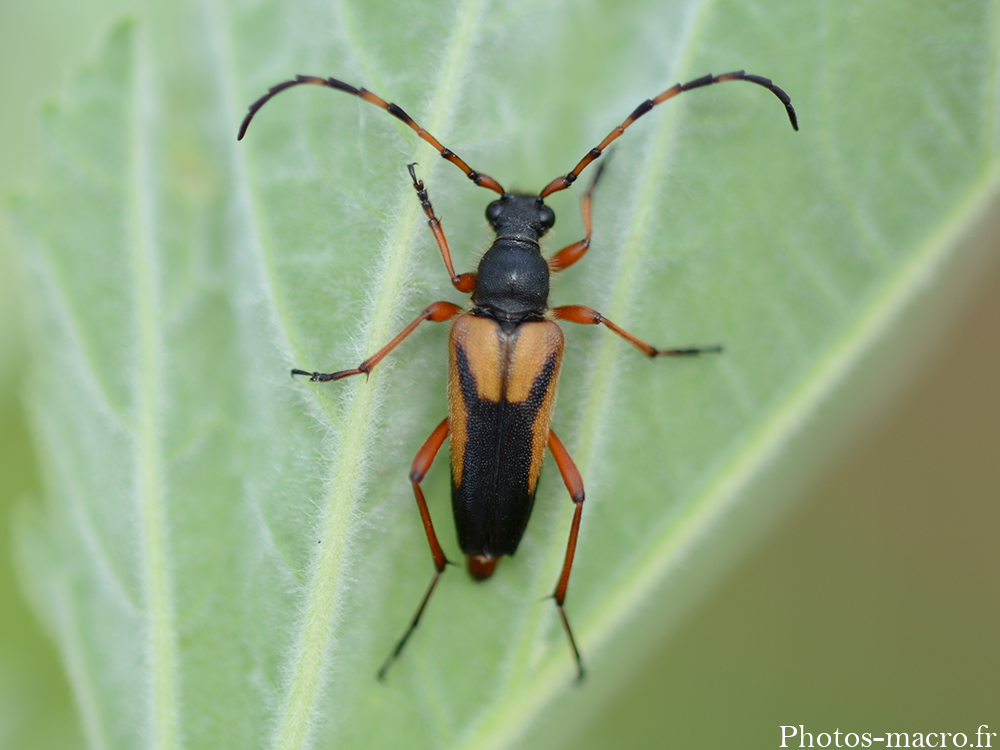 Stictoleptura stragulata