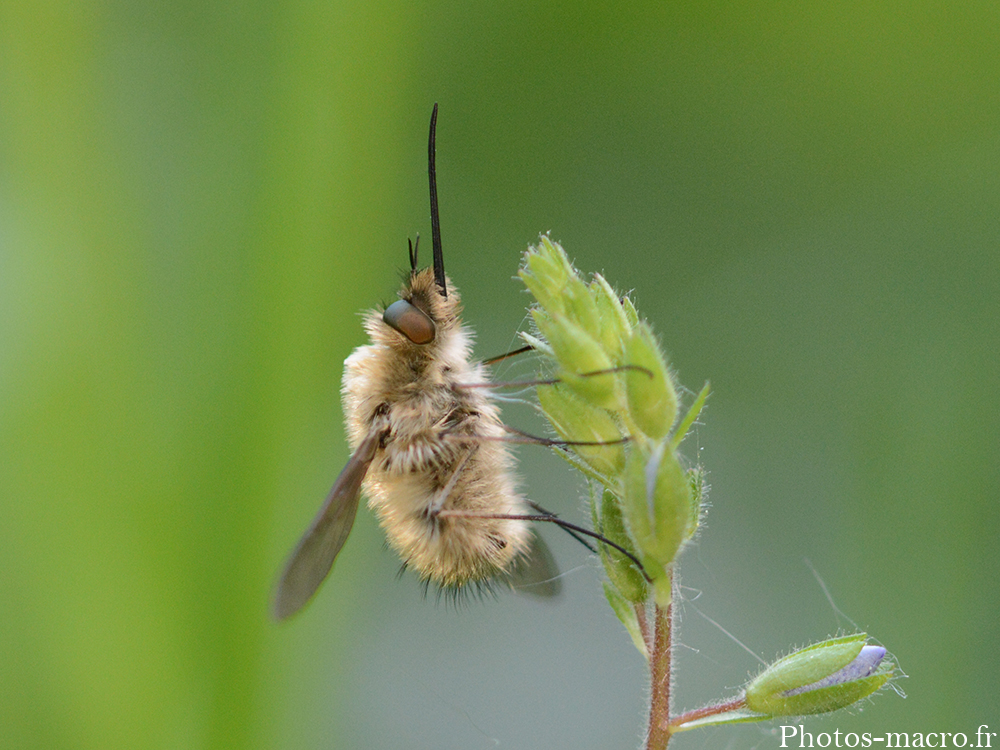 Bombylius minor