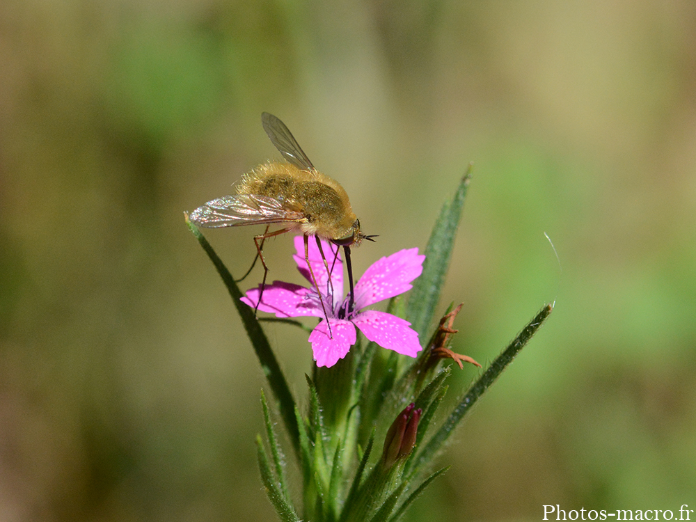 Bombylius minor