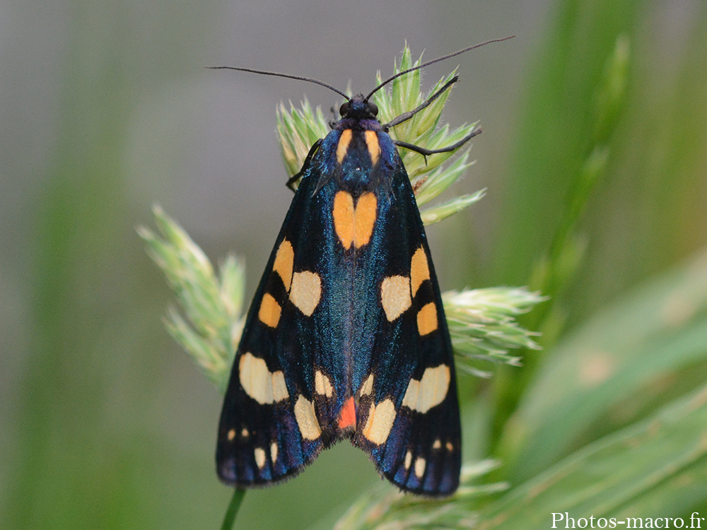 Callimorpha dominula