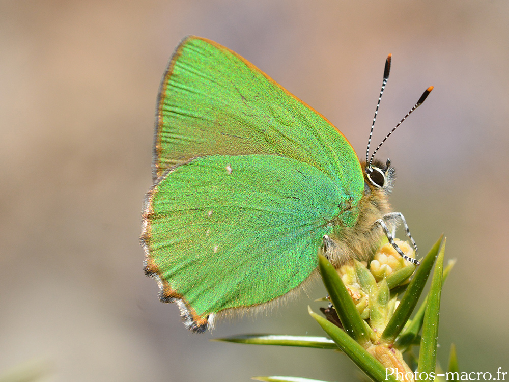 Callophrys rubi