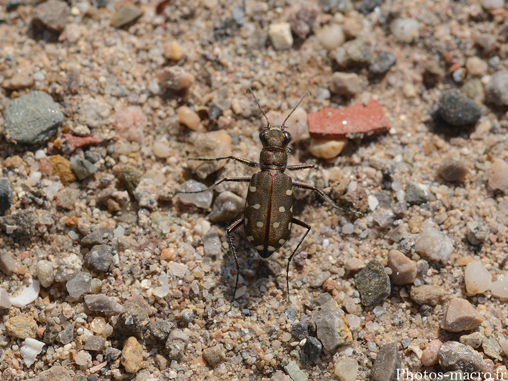 Calomera littoralis