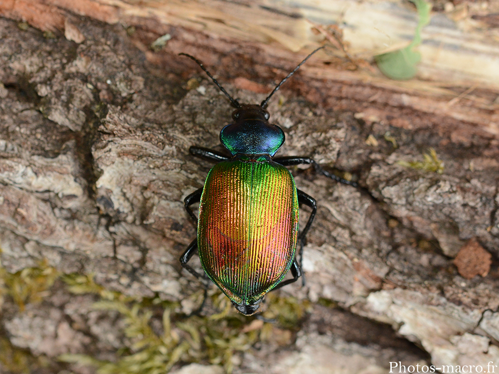 Calosoma sycophanta