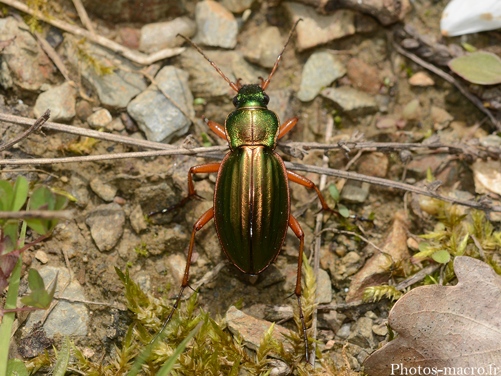 Carabus auratus