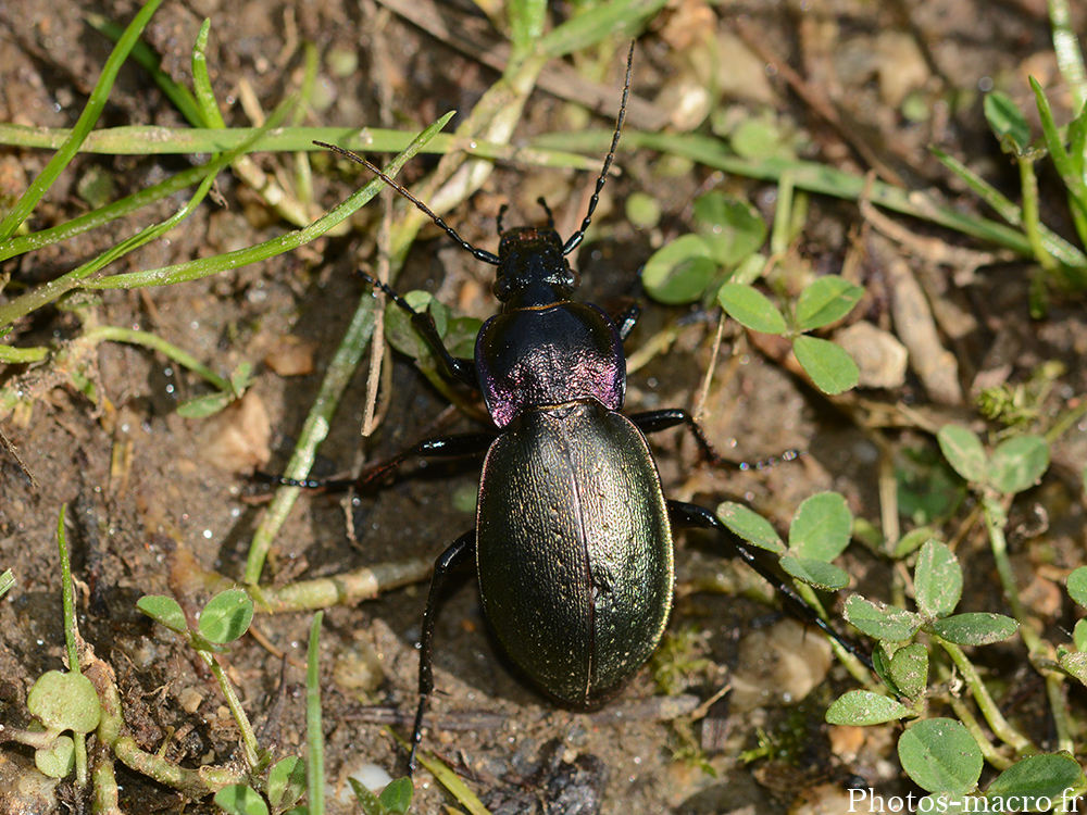 Carabus nemoralis