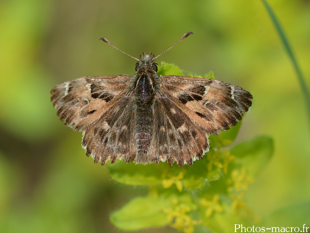 Carcharodus alceae