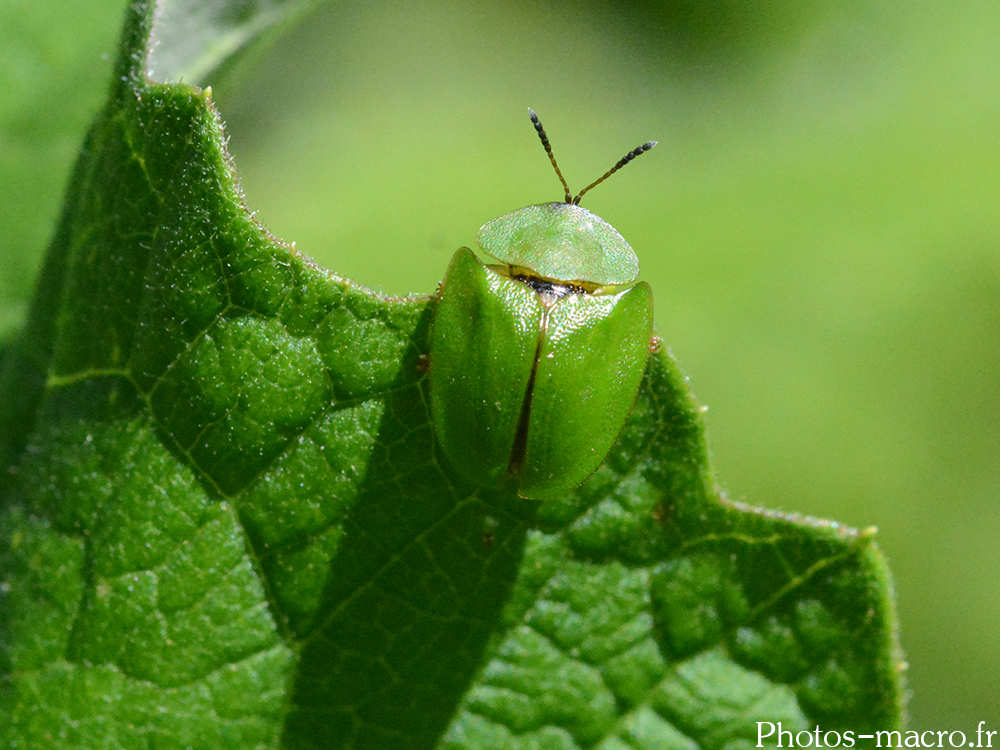 Cassida viridis