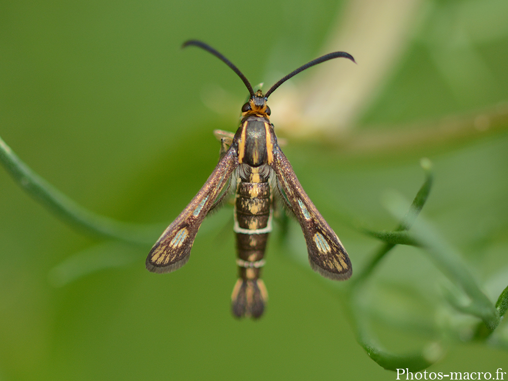 Chamaesphecia sp.