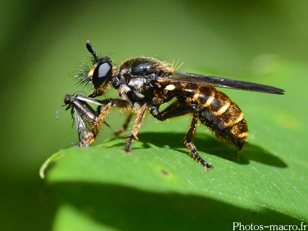 Choerades marginata