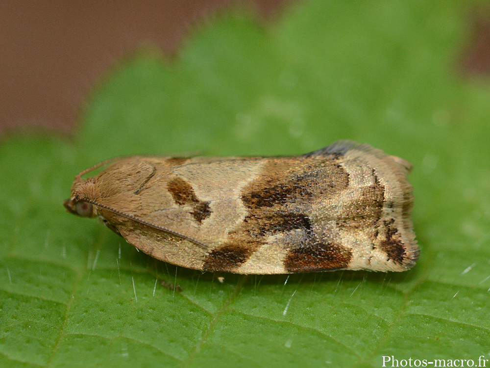 Choristoneura lafauryana