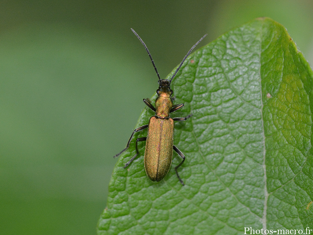 Chrysanthia viridissima