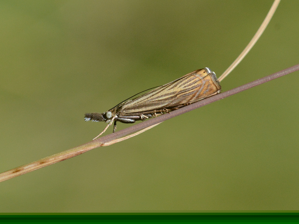 Chrysoteuchia culmella