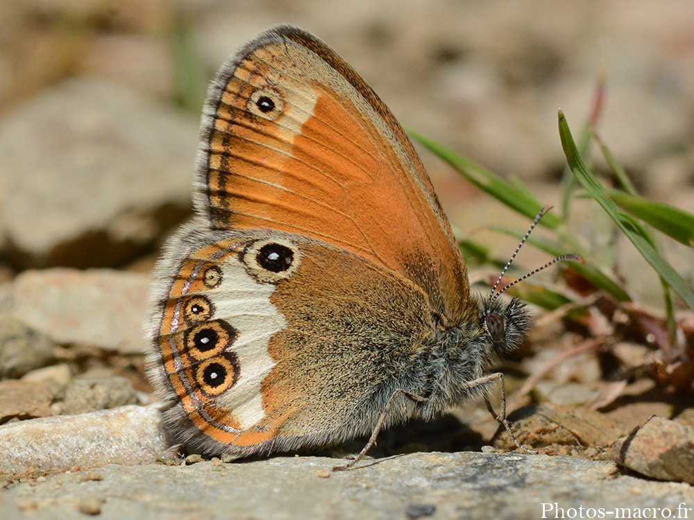 Coenonympha arcania