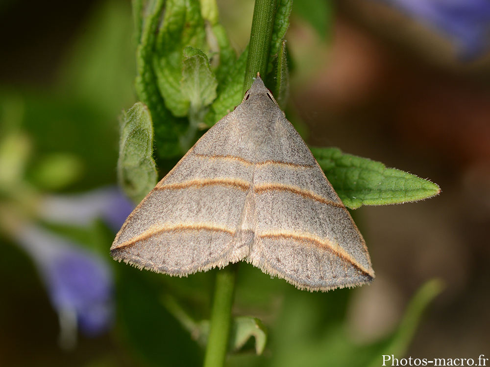 Colobochyla salicalis