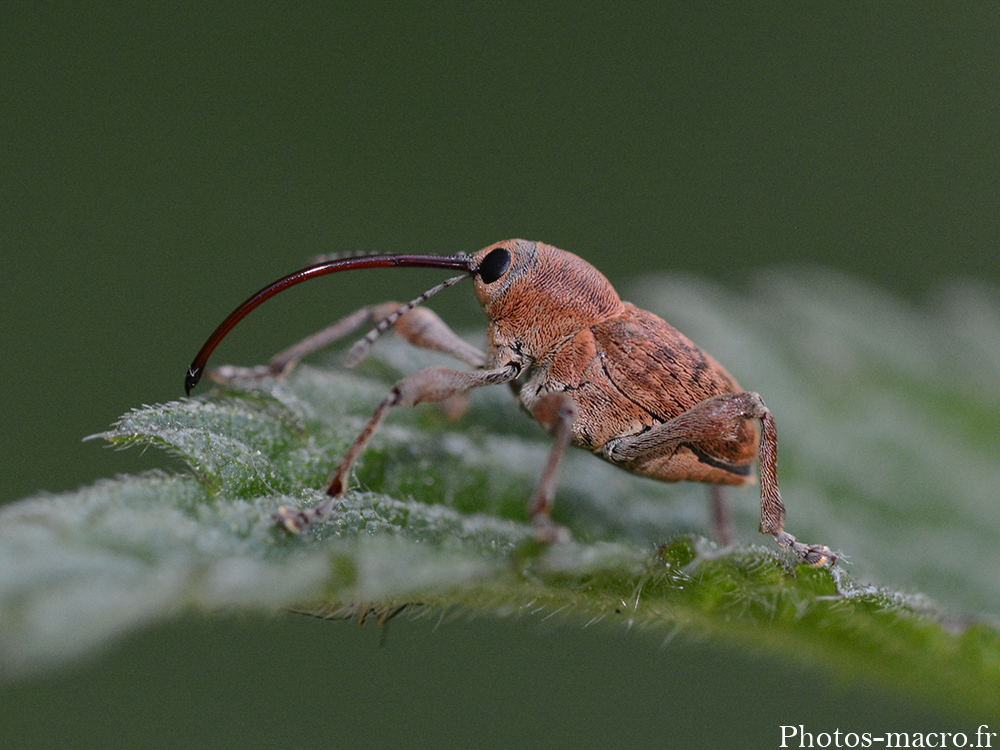 Curculio glandium