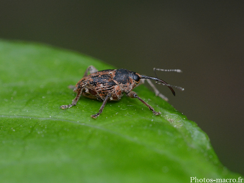 Curculionidae sp.