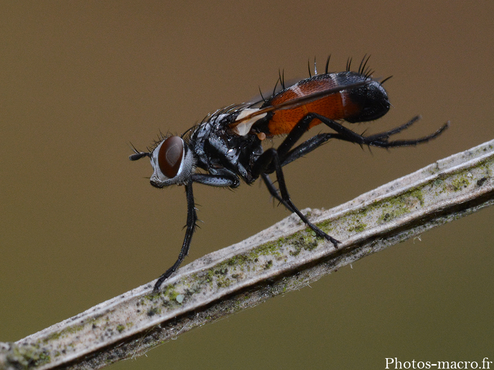 Cylindromyia bicolor