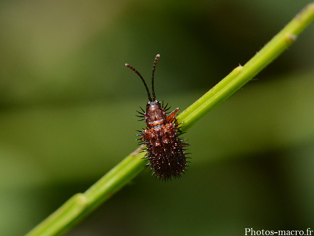 Dicladispa testacea