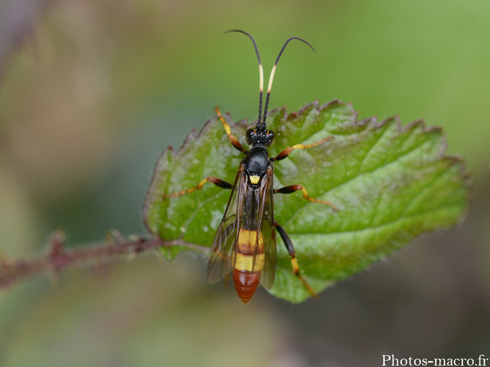 Diphyus crispatorius