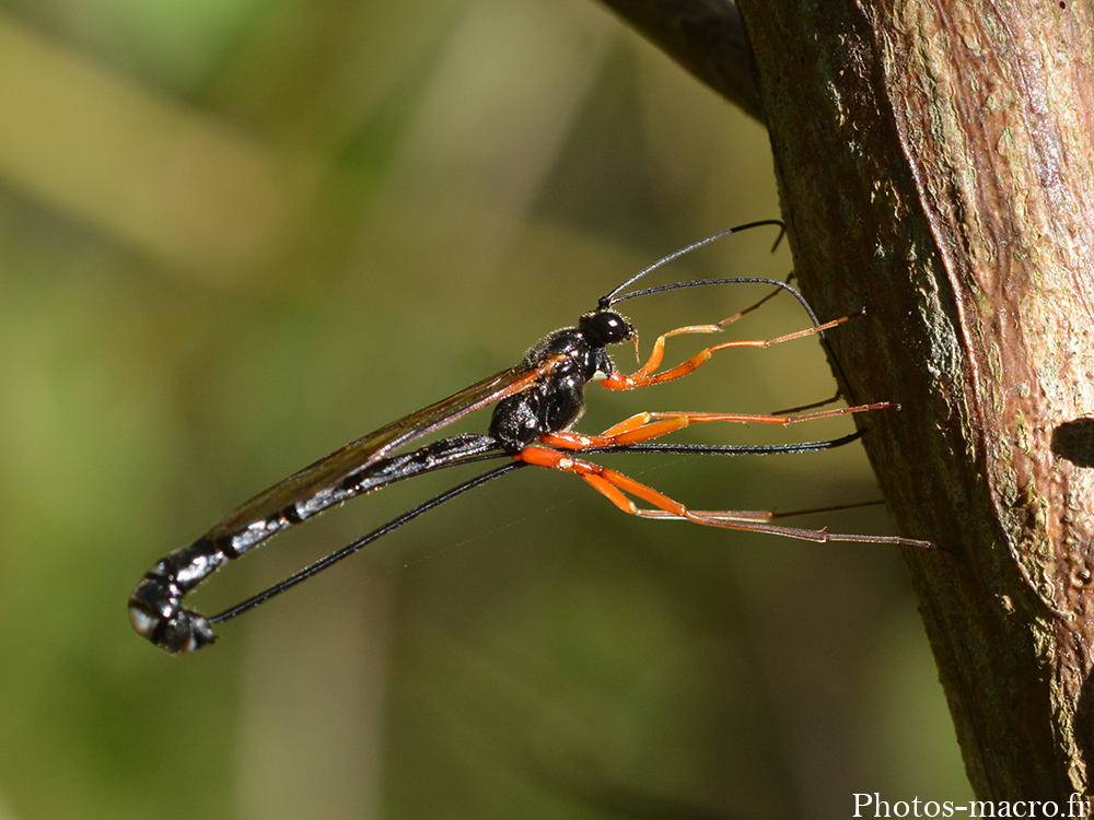 Dolichomitus imperator