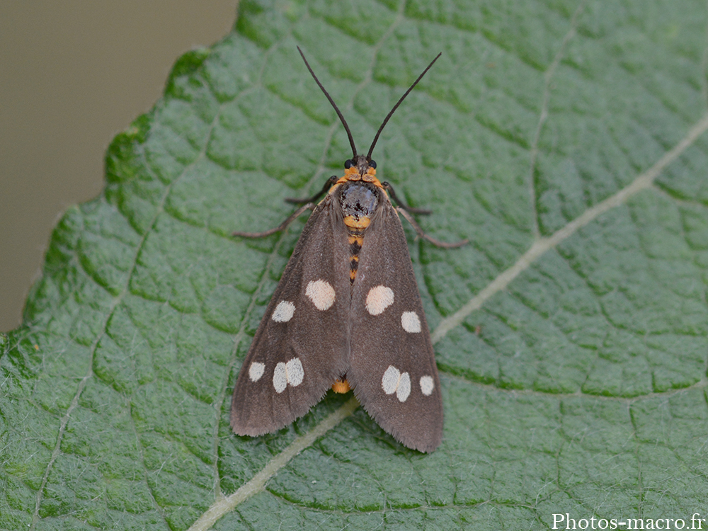 Dysauxes punctata