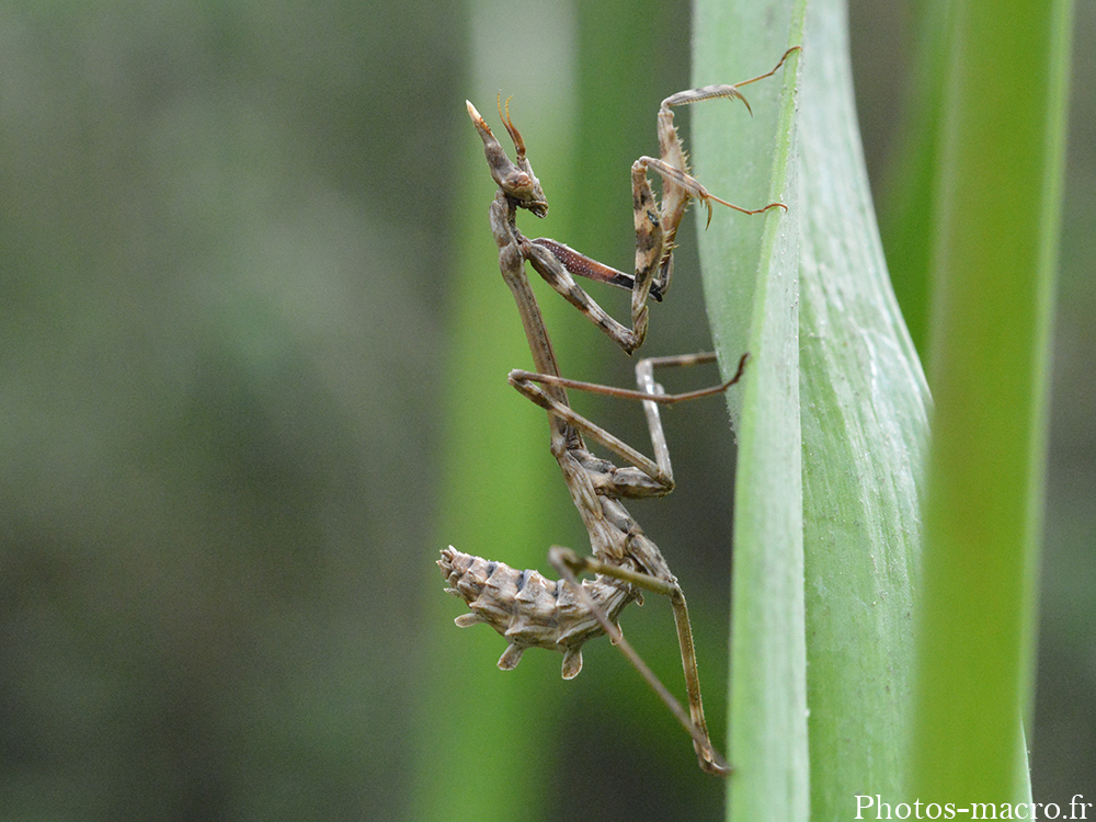 Empusa pennata