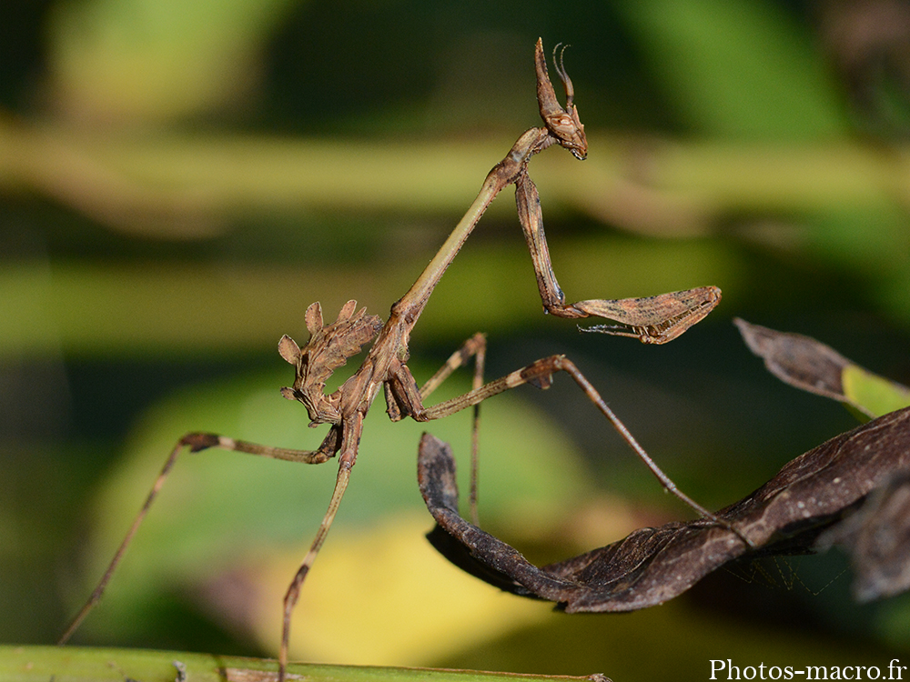 Empusa pennata