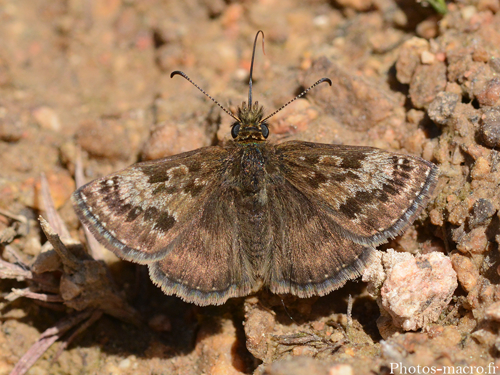 Erynnis tages