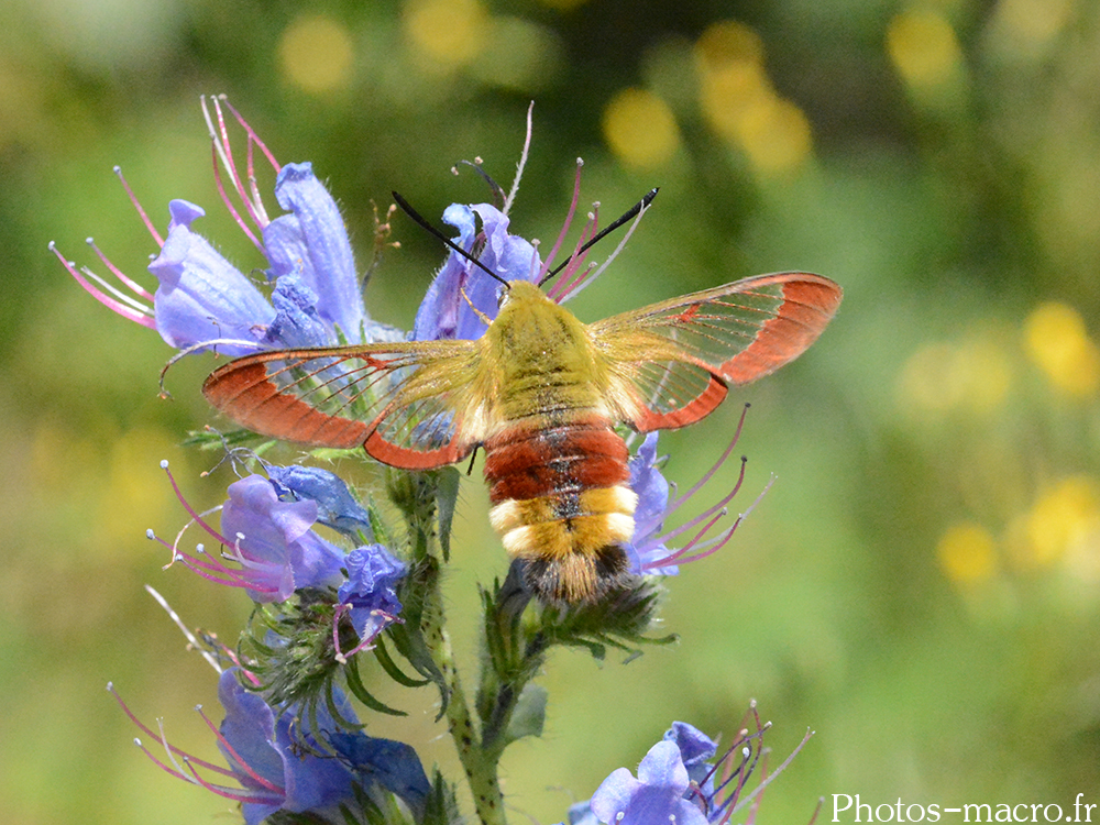 Hemaris fuciformis