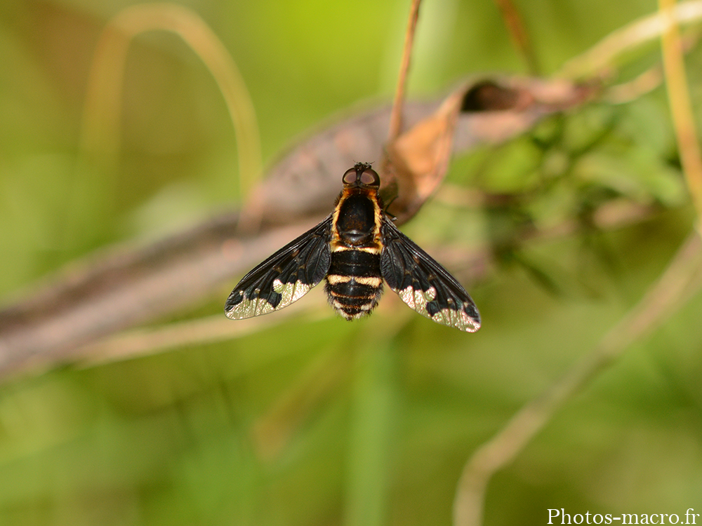 Hemipenthes maura