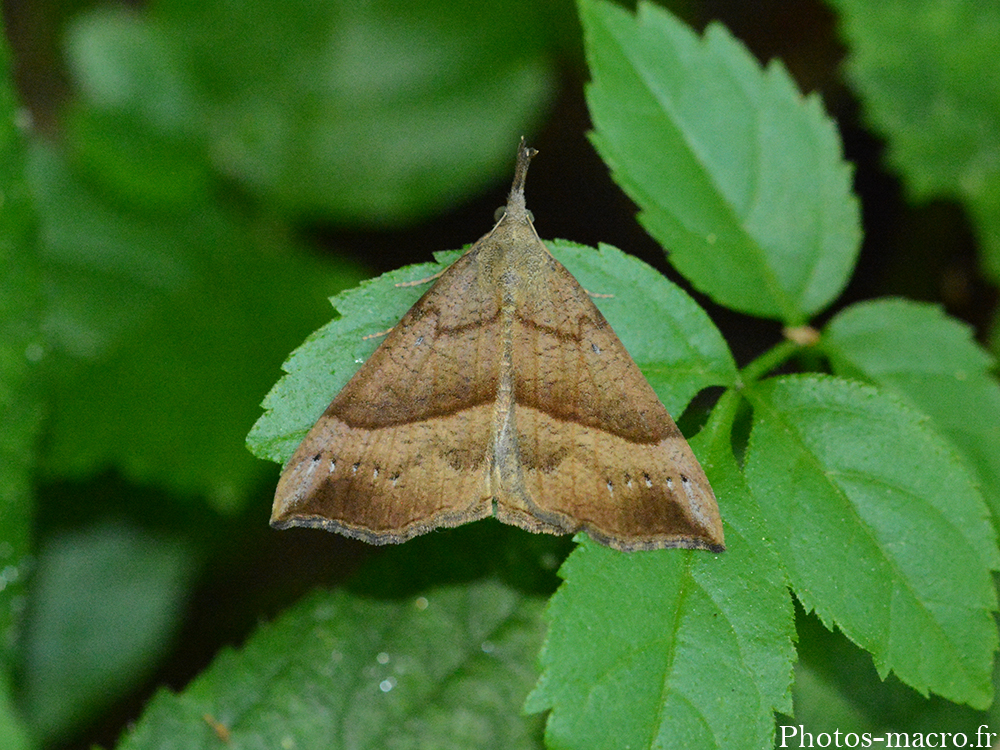 Hypena proboscidalis